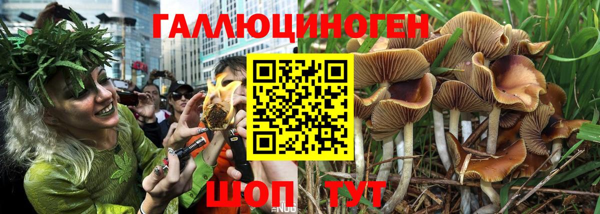 Балашов  Галлюциногенные грибы Cubensis  Вход с VPN 